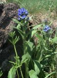 Cynoglottis barrelieri