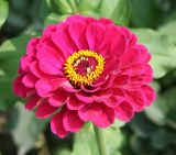 Zinnia elegans. Соцветие. Восточный Казахстан, г. Усть-Каменогорск, клумба в парке, в культуре. 30.07.2012.