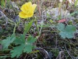 Ranunculus propinquus. Позднецветущее растение. Кольский п-ов, Восточный Мурман, Дальние Зеленцы, антропогенный пустырь, в сообществе со мхами на песчано-гравийном грунте. 20.09.2015.