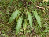 Rumex thyrsiflorus. Прикорневые листья. Ленинградская обл., Лужский р-н, 136 км шоссе М-20, сосняк травяно-зеленомошный на песке, поляна. 02.07.2016.