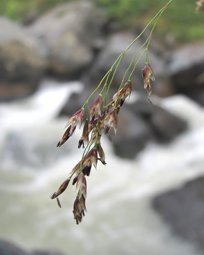 Изображение особи род Deschampsia.