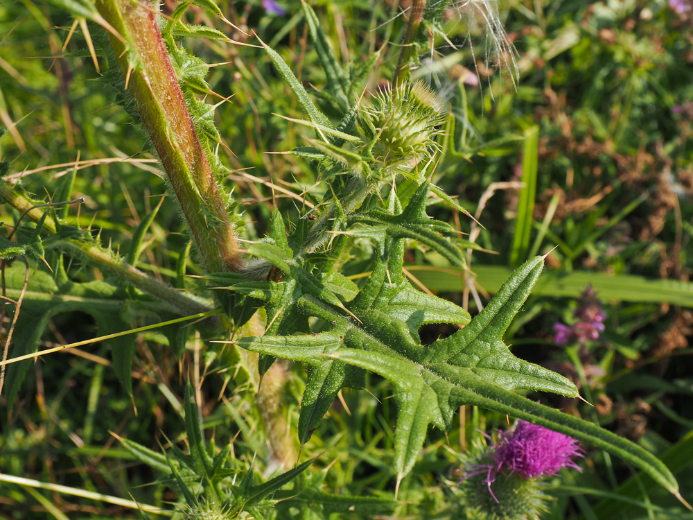 Изображение особи Cirsium vulgare.