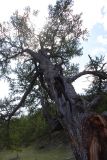 Larix sibirica. Повреждённое ветрами(?) дерево. Иркутская обл., Приольхонье, дельта р. Сарма. 10.06.2012.