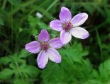 Erodium cicutarium