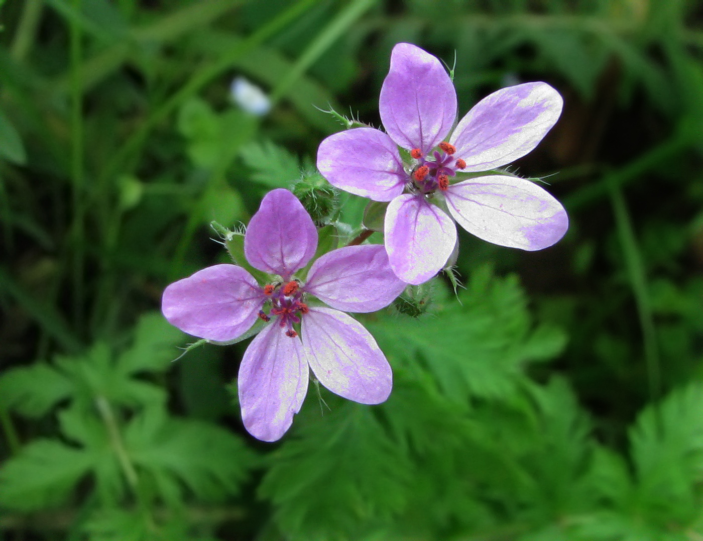 Изображение особи Erodium cicutarium.