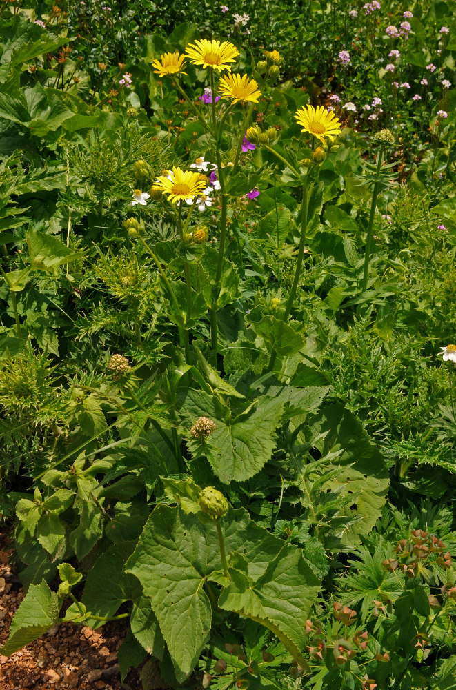 Изображение особи Doronicum macrophyllum.