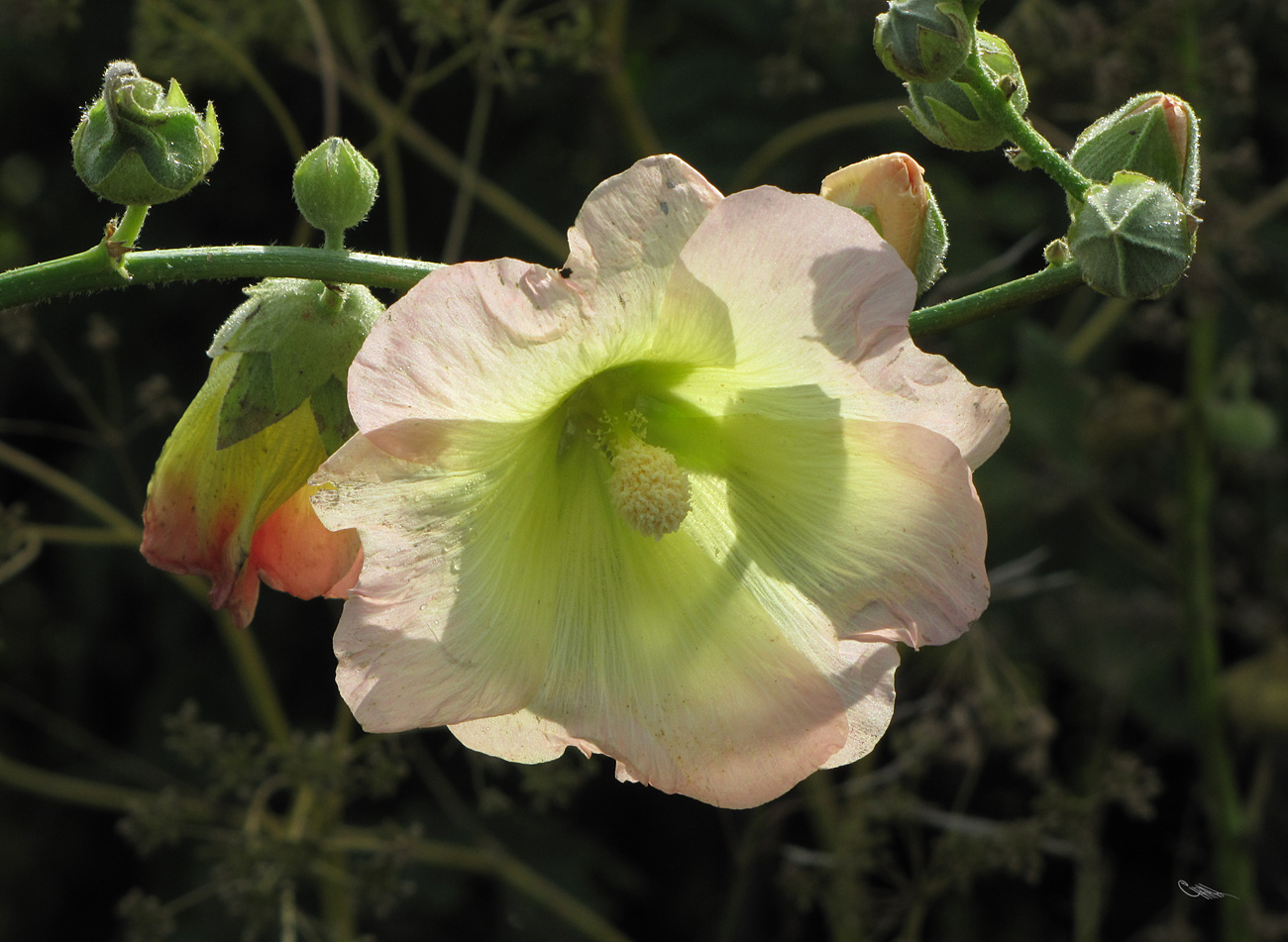 Изображение особи Alcea &times; nadezhdae.