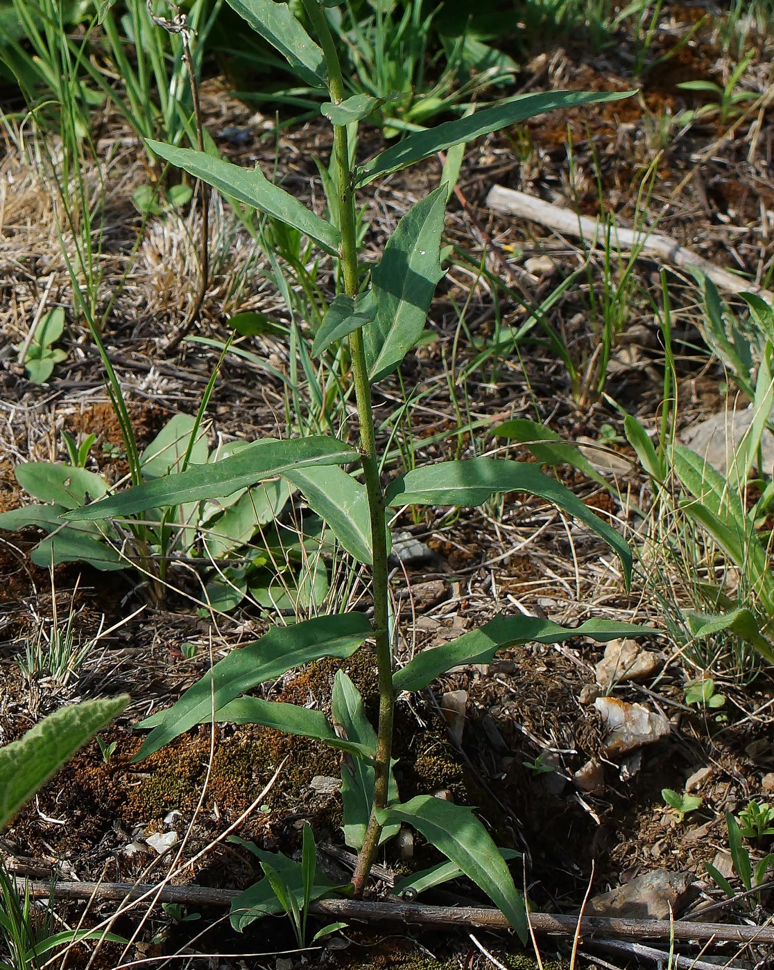 Изображение особи род Hieracium.