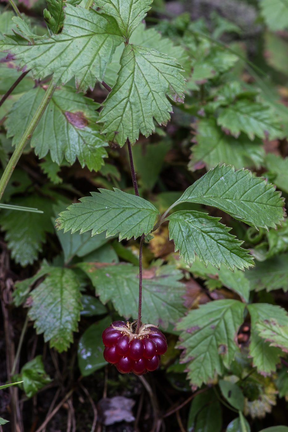 Изображение особи Rubus arcticus.