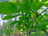 Berberis amurensis