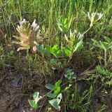 Astragalus megalomerus