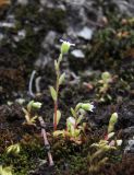 Saxifraga tridactylites