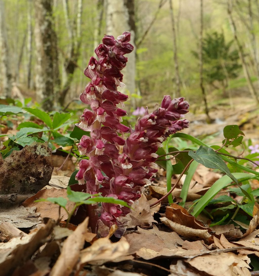 Изображение особи Lathraea squamaria.