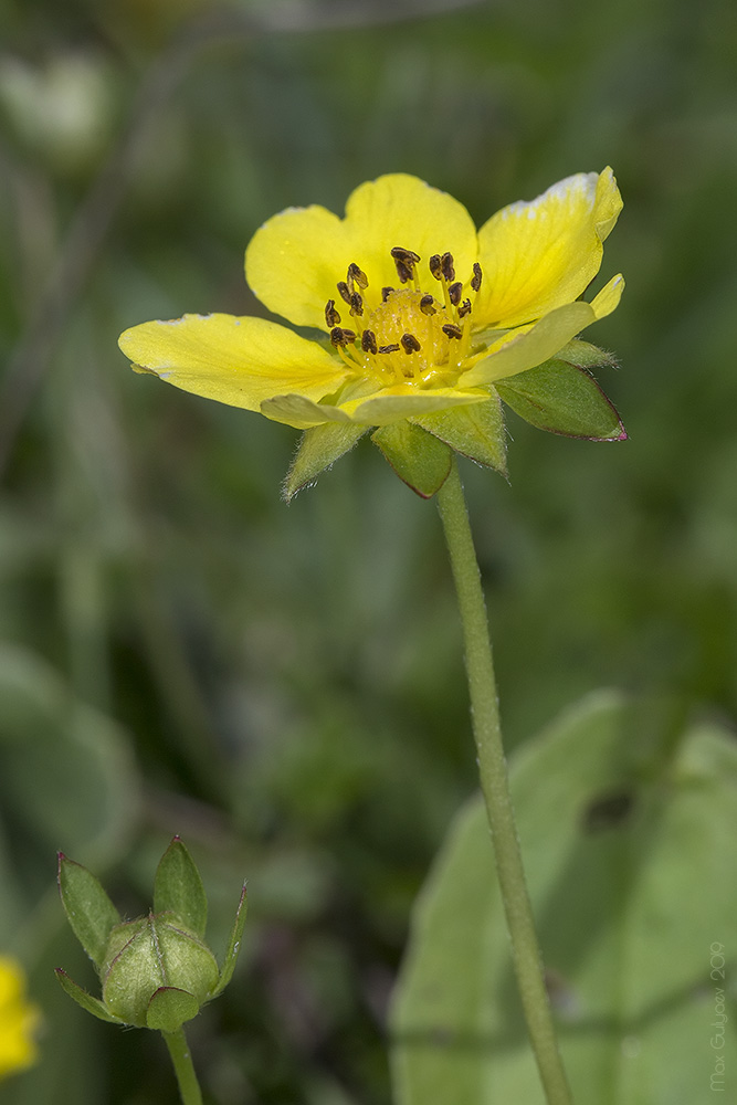 Image of Potentilla reptans specimen.