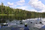 Nymphaea candida