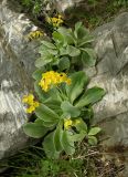 Primula auricula