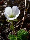 Rubus chamaemorus