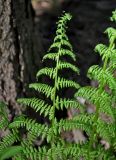 Athyrium filix-femina