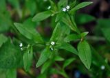 Myosotis sparsiflora