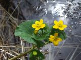 Caltha palustris. Верхушка цветущего побега. Магаданская обл., г. Магадан, окр. мкр-на Снежная Долина, пойма р. Медвежка (бассейн р. Дукча), медленнотекущий ручей. 09.06.2019.