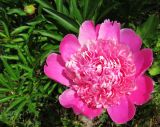 Paeonia lactiflora