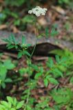 Angelica czernaevia