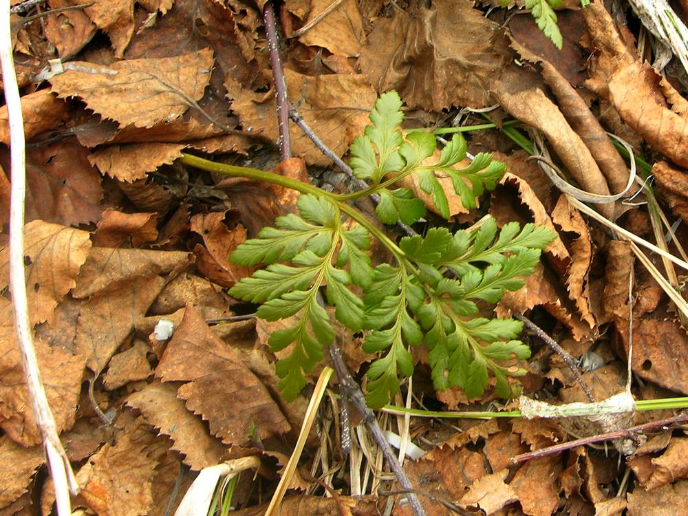 Изображение особи Botrychium robustum.