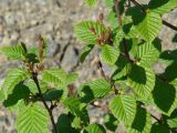 Duschekia fruticosa. Части веточек с соцветиями и молодыми листьями. Иркутская обл., Слюдянский р-н, окр. мыса Шаманский, обочина гравийной дороги. 03.06.2021.