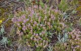 Thymus marschallianus