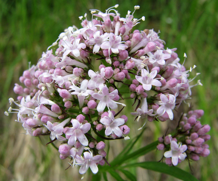 Изображение особи Valeriana alternifolia.