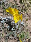 Papaver croceum