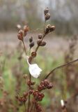 Juncus compressus