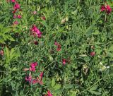 Lathyrus tuberosus