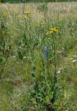 Crepis pannonica. Цветущее растение. Оренбургская обл., Кувандыкский гор. округ, окр. г. Кувандык, луг. 06.07.2023.