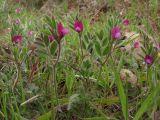 Vicia lathyroides