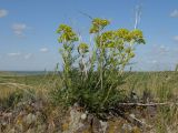 Patrinia intermedia