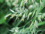 Calamagrostis langsdorffii