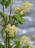 Sambucus sibirica