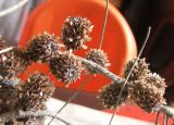 Casuarina equisetifolia. Сорванная ветка с соплодиями, раскрывшимися в тепле. Израиль, Северный Негев, Лес Лаав. Январь 2007 г.