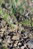 Astragalus schmalhausenii