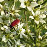 Veratrum dahuricum