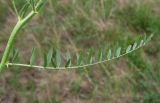 Astragalus asper. Лист. Ростовская обл., Тарасовский р-н. 17.05.2013.