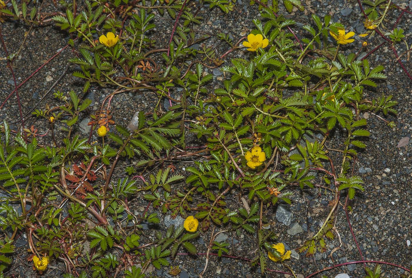 Изображение особи Potentilla anserina ssp. groenlandica.