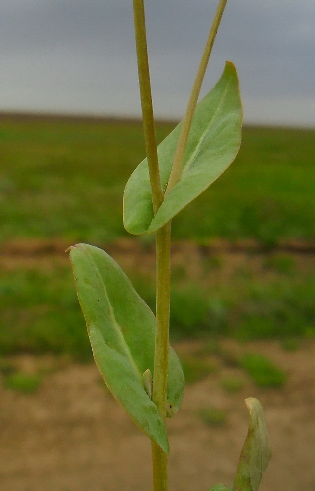 Изображение особи Sameraria cardiocarpa.