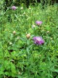 Centaurea jacea