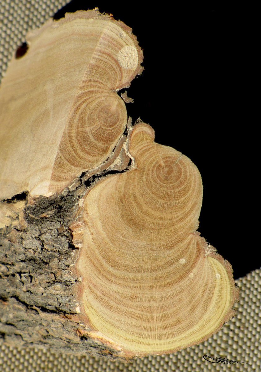 Изображение особи Tamarix gracilis.