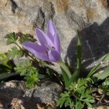 Colchicum doerfleri