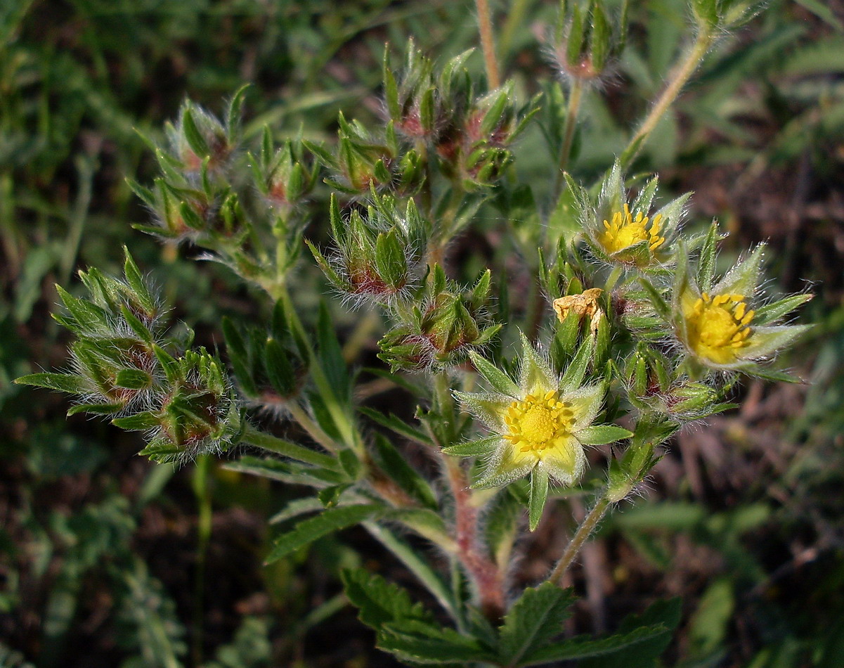 Изображение особи Potentilla pedata.