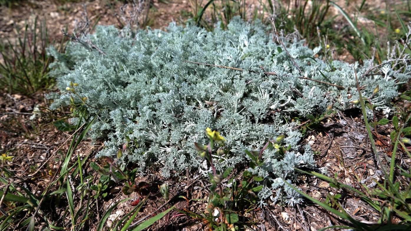 Изображение особи Artemisia lercheana.