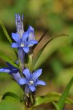 Gentiana kirilowii